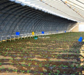 Metal-frame Greenhouse