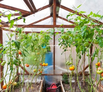 Wood-frame Greenhouse